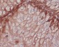 Anti-Integrin beta 1 ITGB1 Rabbit Monoclonal Antibody